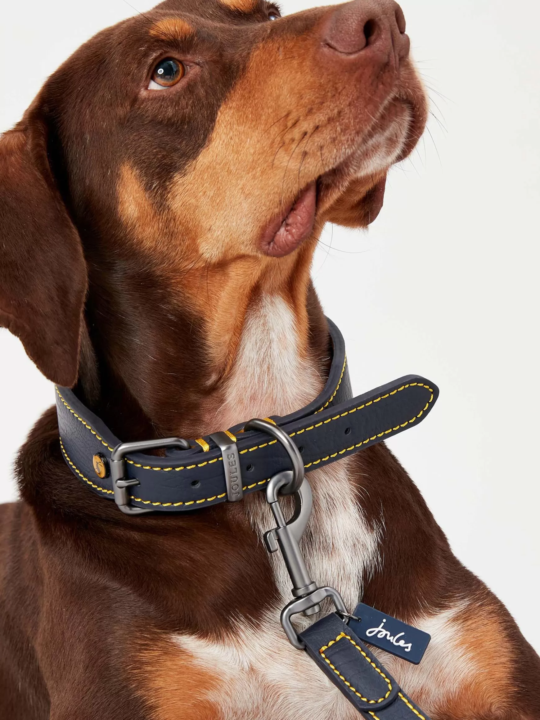 Adjustable Leather Dog Collar^Joules Cheap