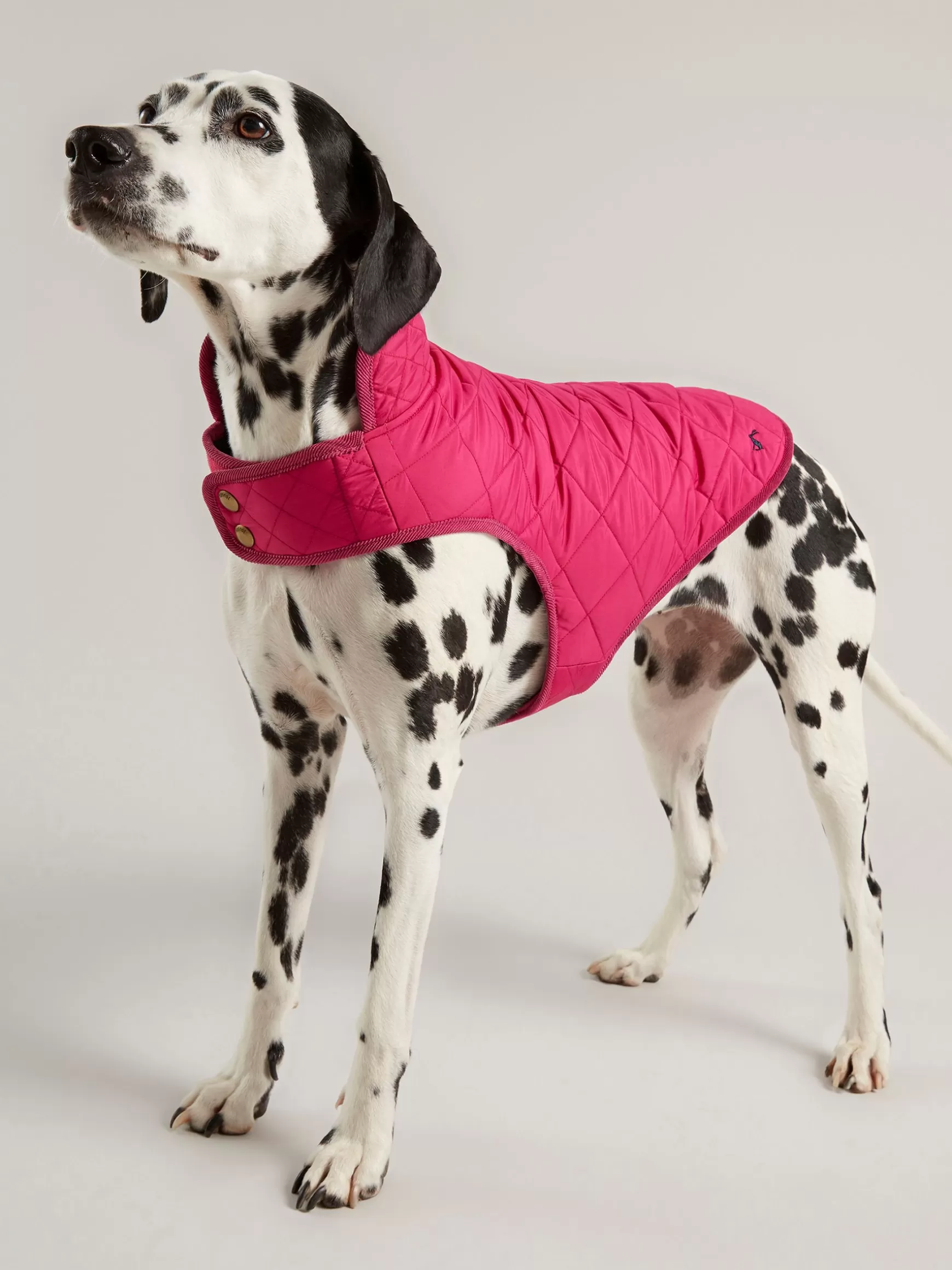 Raspberry Pink Quilted Rain Dog Coat^Joules Shop